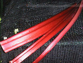 rhubarb image